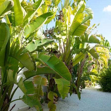 Willa Wishenjoy San Fulgencio